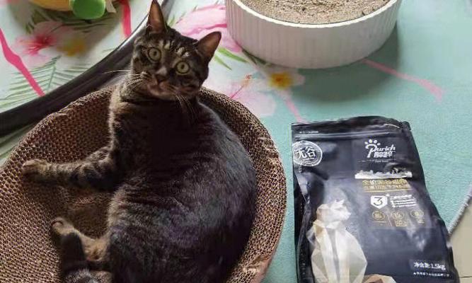 给猫咪喂泡的猫粮好吗？泡猫粮的正确方法是什么？