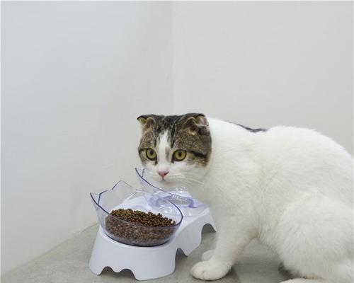 给猫咪喂泡的猫粮好吗？泡猫粮的正确方法是什么？