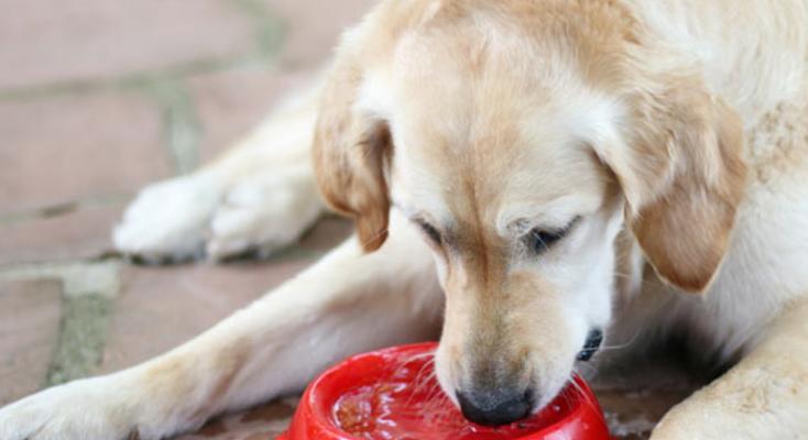 狗狗除了狗粮还能吃什么？有哪些健康的食物选择？