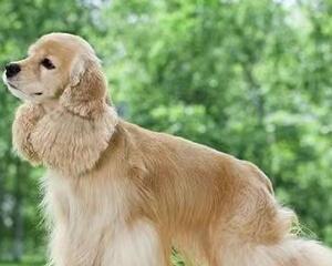 狗的象征意思是什么？狗在不同文化中的意义有哪些？