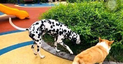 狗肚子硬是怎么回事？可能的原因和解决方法是什么？