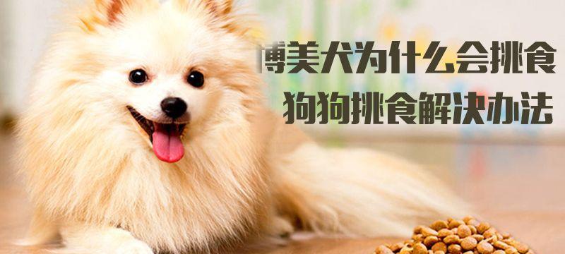 狗狗吃草后需要调理吗？吃什么食物最合适？