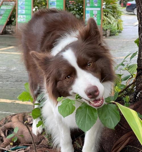 狗狗吃草后需要调理吗？吃什么食物最合适？