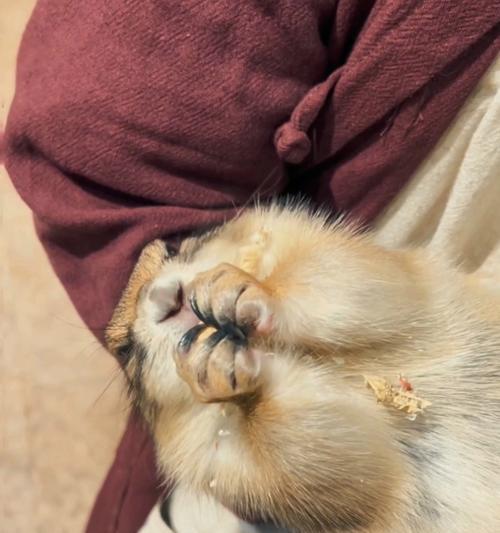 狗狗吃花生会怎么样？对健康有什么影响？