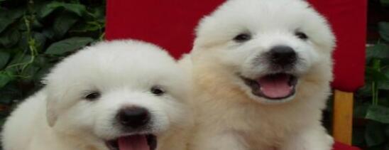 狗狗打嗝吃什么药好？有效缓解宠物打嗝的方法是什么？