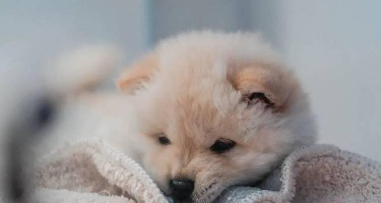 狗狗得脑炎的症状有哪些？如何及时发现和处理？