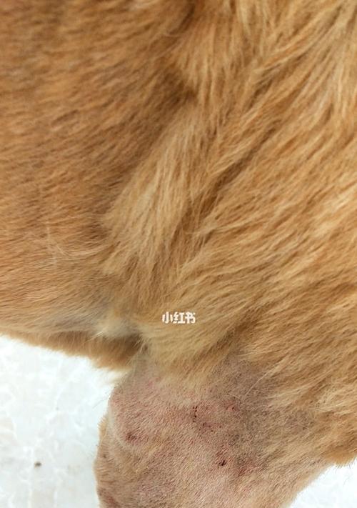 狗狗的皮肤真菌感染怎么办？如何预防和治疗？
