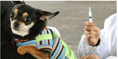 狗狗第二针和第三针疫苗接种时间是什么时候？常见问题有哪些？