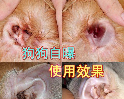 狗狗耳朵发炎怎么办？如何预防和处理？