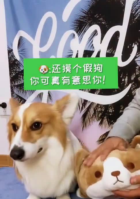 狗狗嫉妒的表现有哪些？如何正确处理狗狗的嫉妒行为？