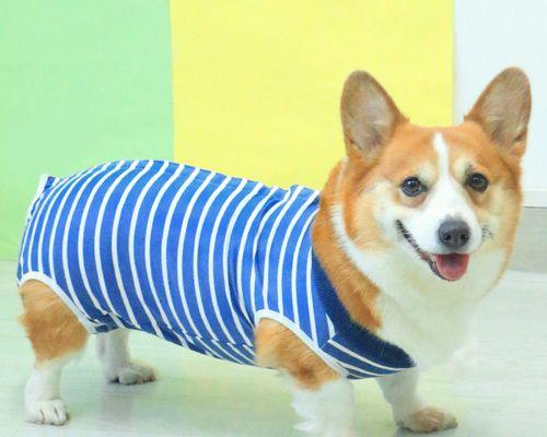 狗狗绝育手术费用是多少？生化检查需要多少钱？