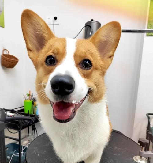 柯基可以吃苹果吗？苹果对柯基犬的健康影响是什么？