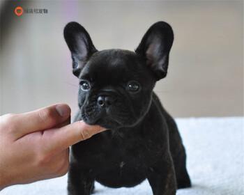 狗狗拉血时能否使用庆大霉素？正确处理方法是什么？