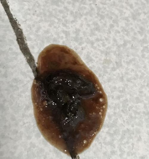 狗狗拉血了怎么治疗？需要立即采取哪些措施？