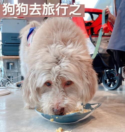 狗狗来例假期间应该吃什么食物？有哪些注意事项？