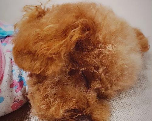 狗狗来例假期间应该吃什么食物？有哪些注意事项？
