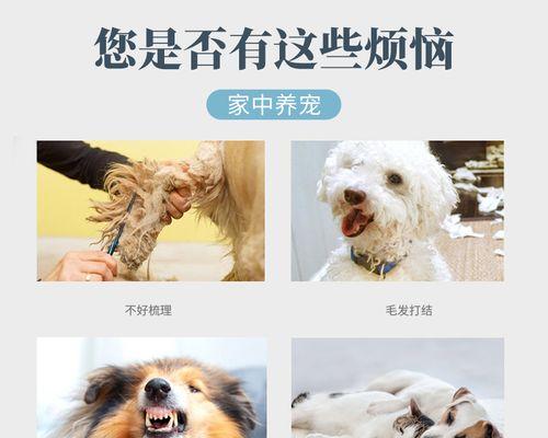 狗狗猫猫队是什么语言？常见问题解答
