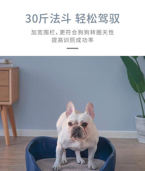 狗狗总是往厕所躲是为什么？如何解决？