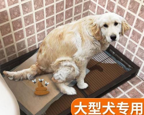 狗狗总是往厕所躲是为什么？如何解决？