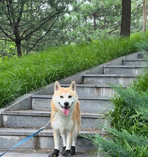 家乐福允许带狗狗进入吗？宠物友好的购物环境政策是什么？