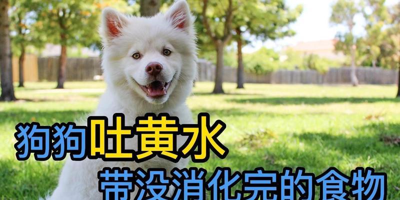 狗狗呕吐黄水怎么办？可能的原因及应对措施是什么？