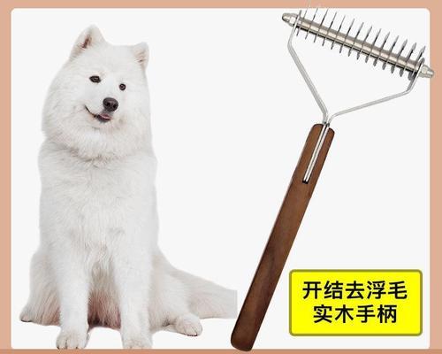 狗狗跑出去了怎么找？有效追踪和找回宠物的技巧是什么？
