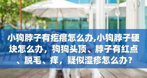 狗狗皮肤出现红点是什么原因？如何有效处理？