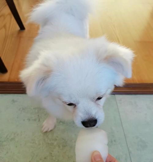 狗狗吃青菜过多会有什么影响？如何正确喂食？