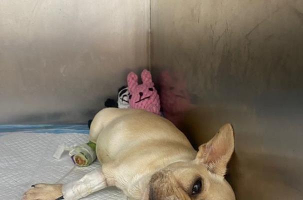 狗狗犬瘟不吃怎么办？如何有效促进食欲恢复？