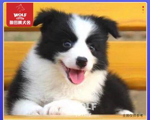 狗狗犬瘟不吃怎么办？如何有效促进食欲恢复？