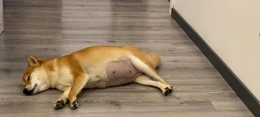 狗狗生完两只不生了怎么办？可能的原因有哪些？