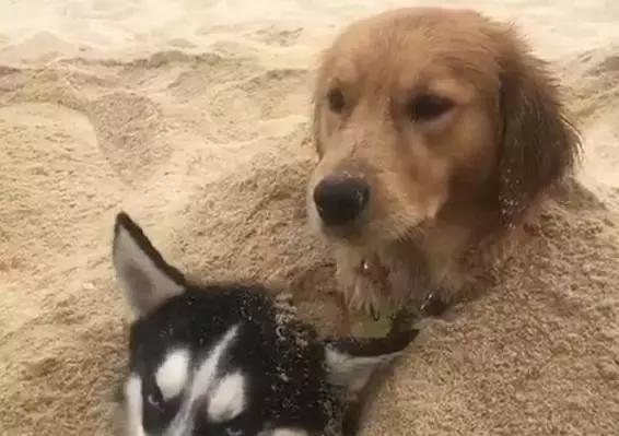 狗狗去世后埋葬需要注意什么？如何正确处理宠物遗体？