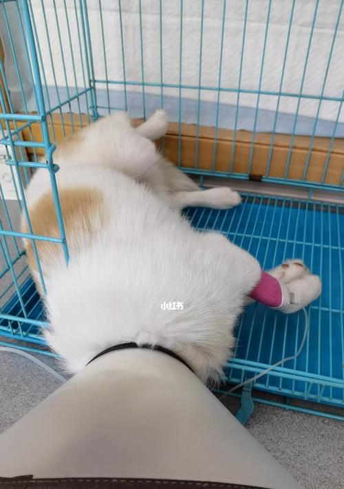狗狗误吃牛黄安宫丸怎么办？如何进行紧急处理？