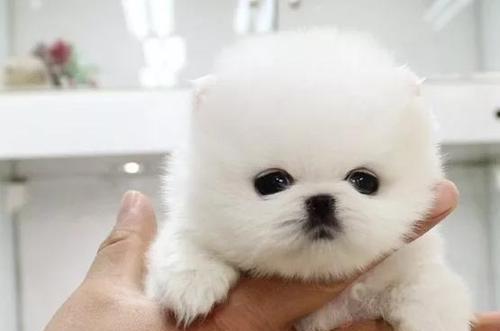 狗狗细小犬瘟潜伏期是多久？如何识别和处理？