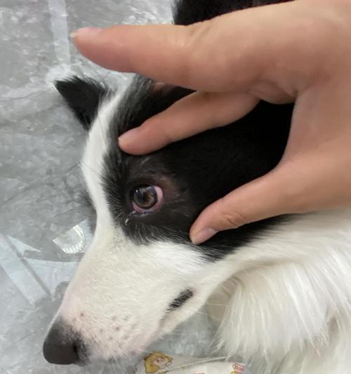 狗狗有眼屎需要使用眼药水吗？如何正确处理宠物眼部问题？