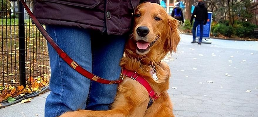 狗狗在地上闻来闻去是什么意思？如何训练狗狗的嗅觉？
