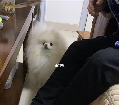 狗狗早上吃了东西就吐了怎么办？可能的原因和解决方法是什么？