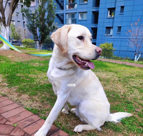 狗狗早上叫不停怎么办？如何训练狗狗减少早晨的叫声？