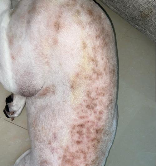 狗狗真菌皮肤病偏方有效吗？如何正确使用？