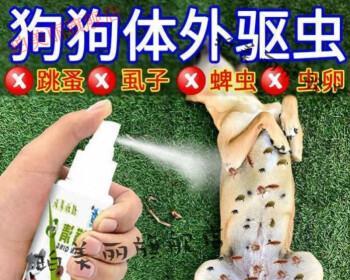 狗狗蜱虫怎么传染的？如何有效预防和处理？