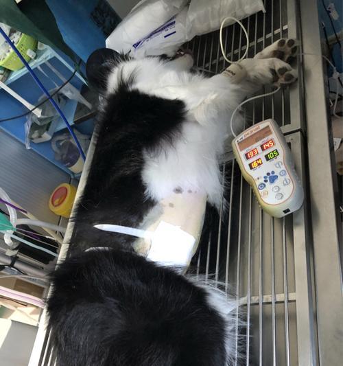 绝育后狗狗的饮食调整？哪种狗粮更适合？