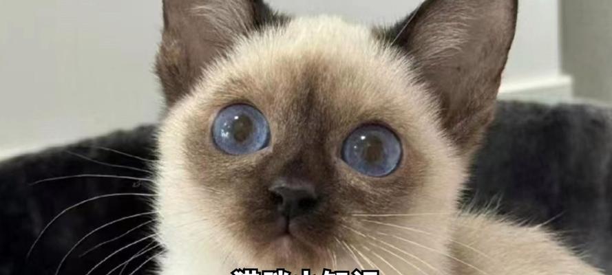 三月暹罗猫拒食猫粮的原因是什么？
