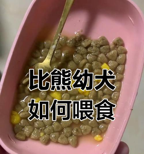 一个月大比熊的最佳喂养方法是什么？