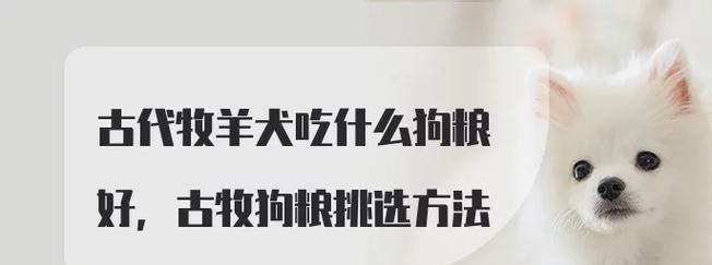 古牧专用狗粮推荐？如何选择适合古牧的狗粮？