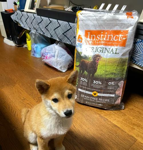 2个半月的柴犬应该吃什么狗粮？柴犬幼犬的狗粮选择建议是什么？