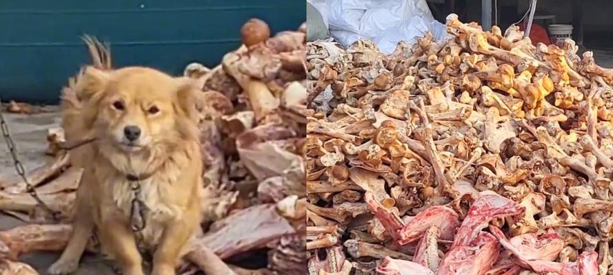 比熊误食鸡骨头后应如何处理？