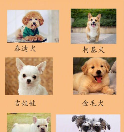 狗粮和玉米面哪个喂狗好些呀啊？哪种更适合狗狗？