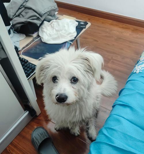 狗粮和玉米面哪个喂狗好些呀啊？哪种更适合狗狗？