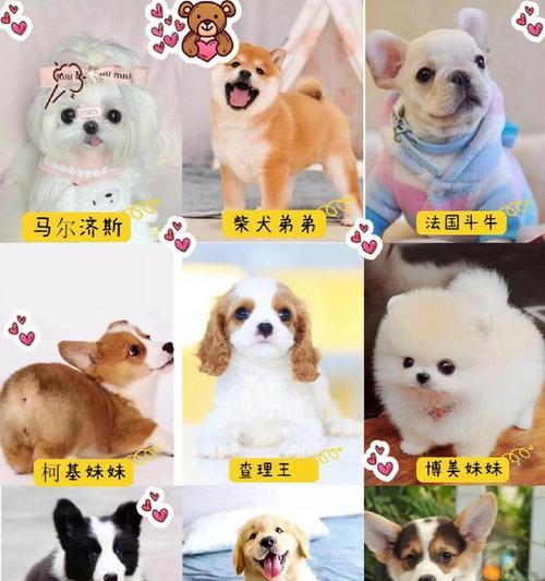 不同颜色贵宾犬的价格差异大吗？如何选择？