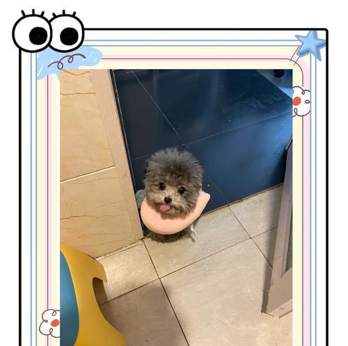 不同颜色贵宾犬的价格差异大吗？如何选择？